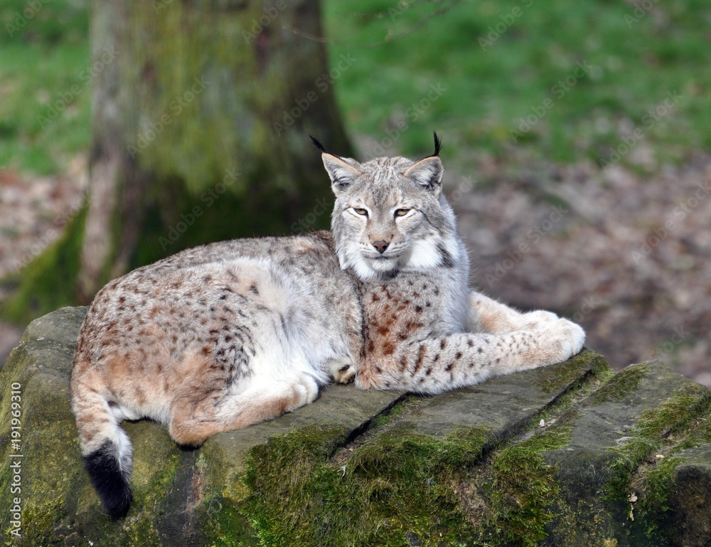Obraz premium Luchs
