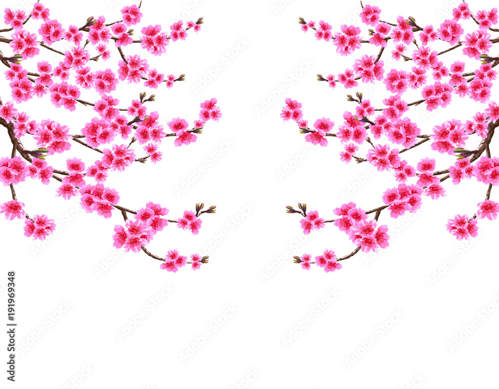 Sakura. Card. Branched branches of cherry blossom spring tree with purple flowers and kidneys on both sides. Isolated on white background. illustration