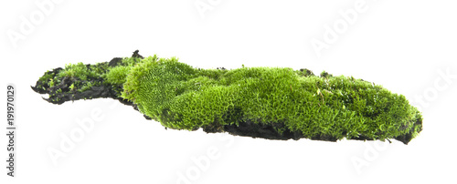 green moss isolated on white background