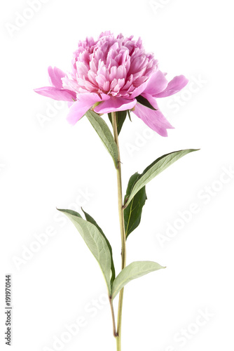 peony isolated on white background