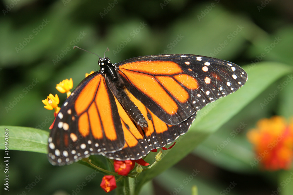 butterfly insects different coloring shape wings green plants farm aviary flowers leaves