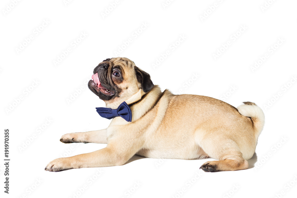 pug dog with blew bow tie