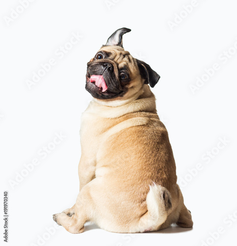 male pug dog isolated on white photo