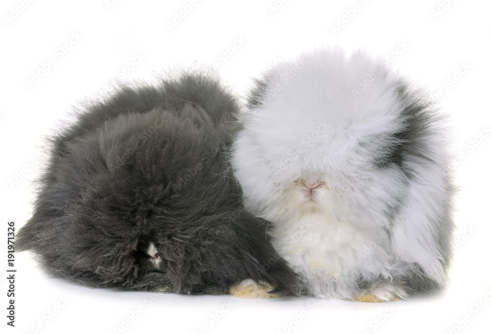 Obraz premium lop-eared rabbits in studio