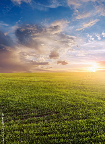 Green field of winter wheat, blue sky and sunset.