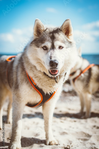 Portrait of a husky standing on the beach with utensils