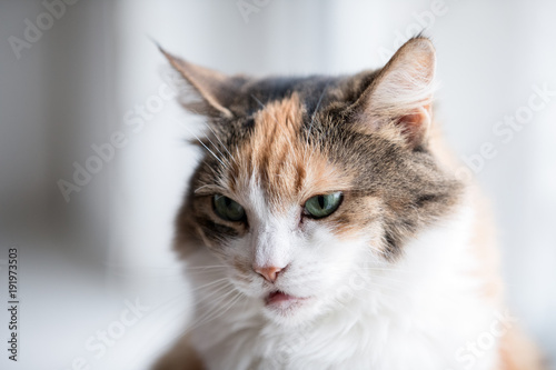 three colour adult cat on whaite background.