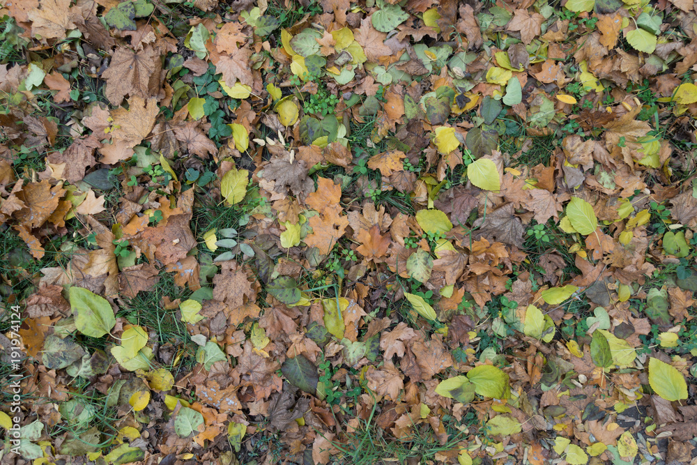 Grass covered with colorful fallen leaves in autumn Grass covered with colorful fallen leaves in autumn