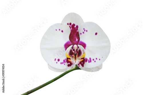 White orchid with purple spot isolated on white background © Amphawan