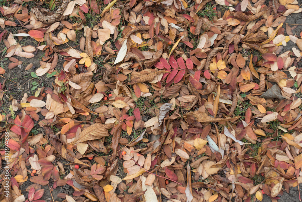 Brown leaves and red berries of rowan on the ground