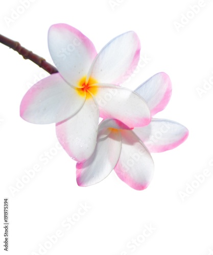 blooming of pink plumeria on white background