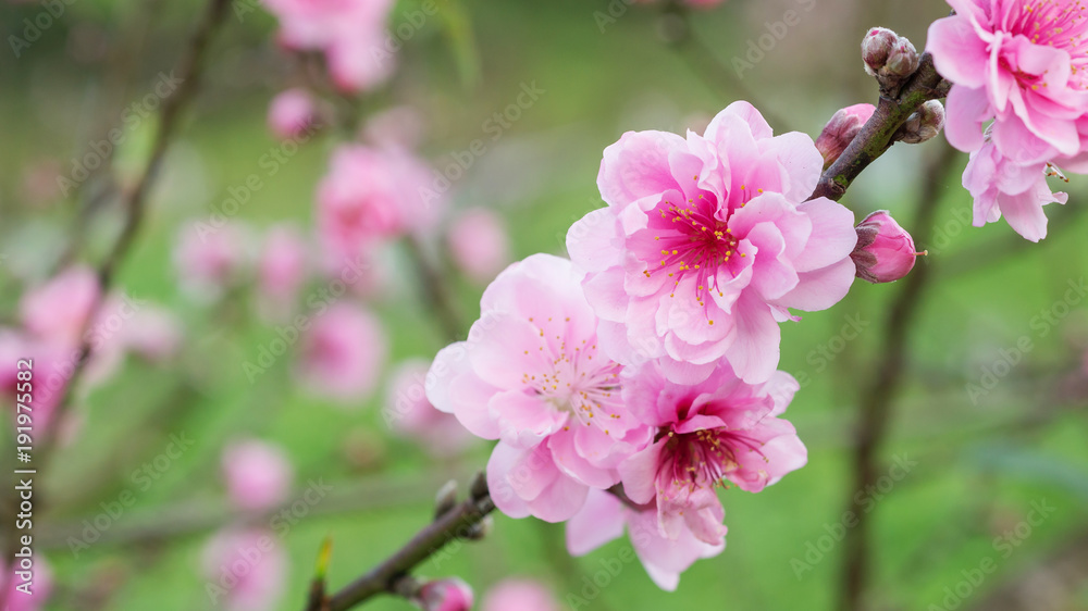 Pink cherry blossom (sakura) in a garden. Pink cherry blossom (sakura) in a garden.