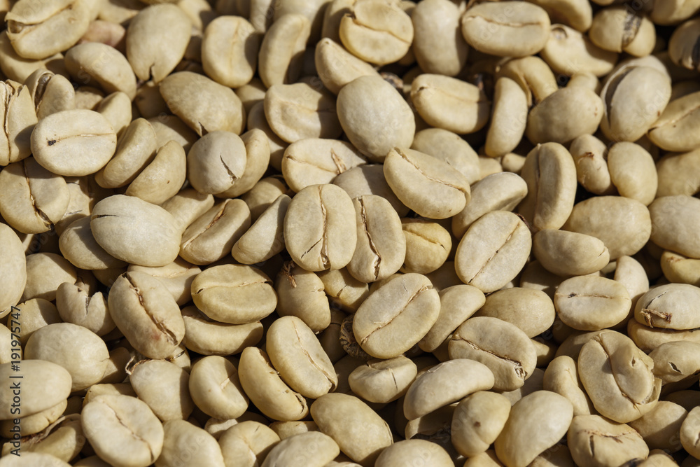 Coffee beans with parchment skin, after the pulp and outer skin were removed Coffee beans with parchment skin, after the pulp and outer skin were removed