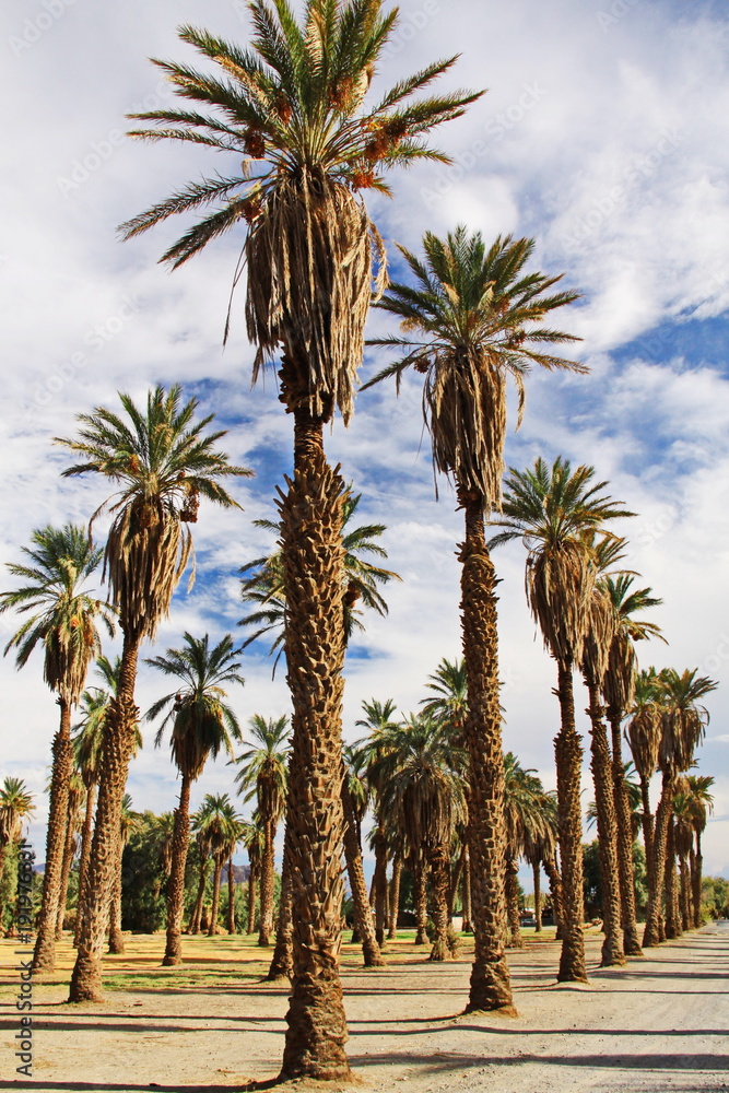 Palm trees at Furnace Creek Ranch in Death Valley in California in the USA
