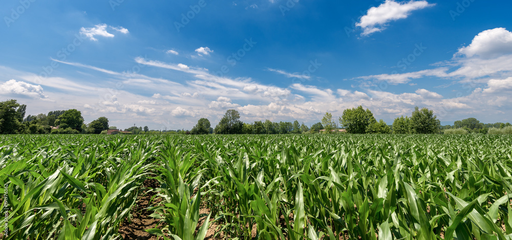 Green Corn Fields with Blue Sky and Clouds
