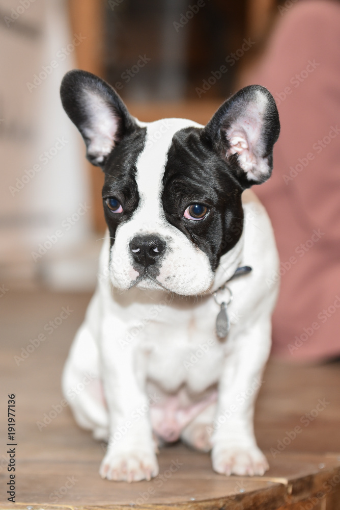 cute french bulldog puppy dog portrait