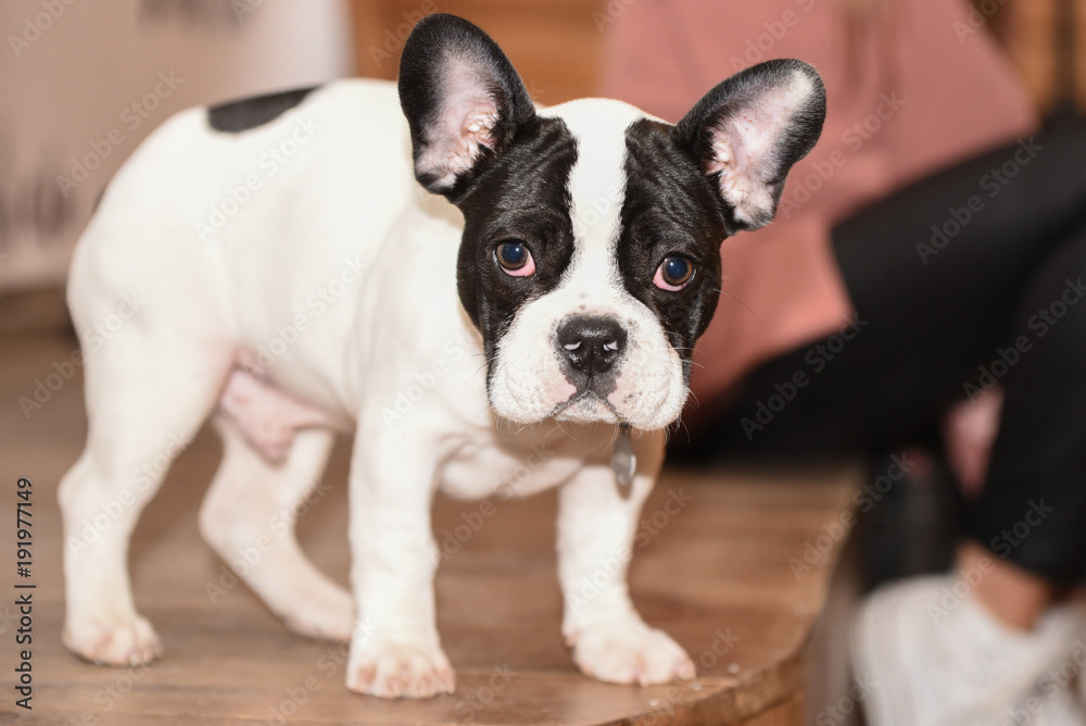 cute french bulldog puppy dog portrait cute french bulldog puppy dog portrait
