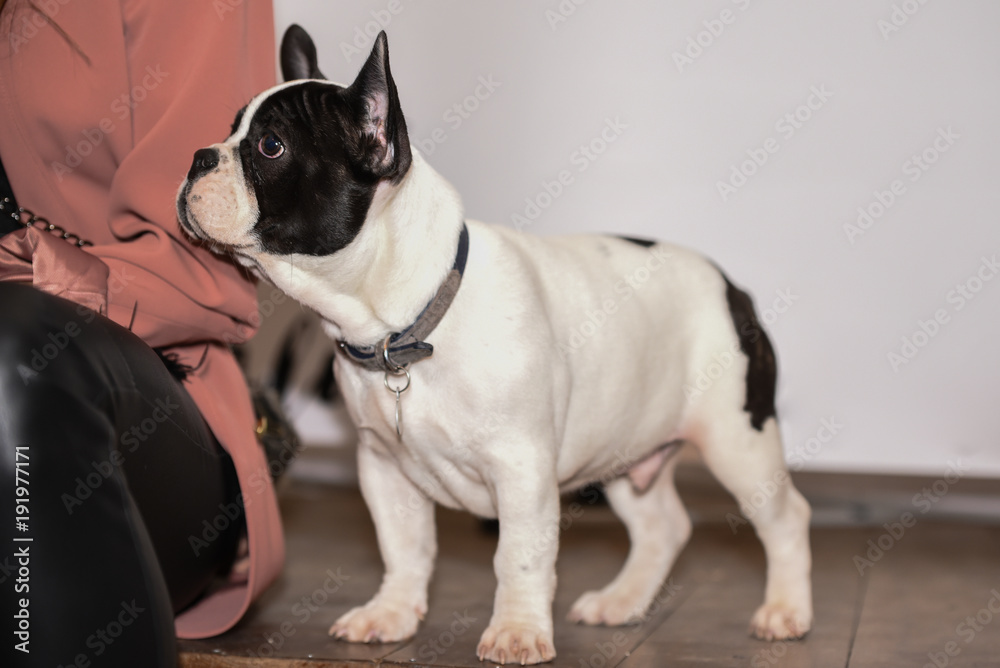 cute french bulldog puppy dog portrait