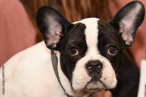 cute french bulldog puppy dog portrait © DavidPrado