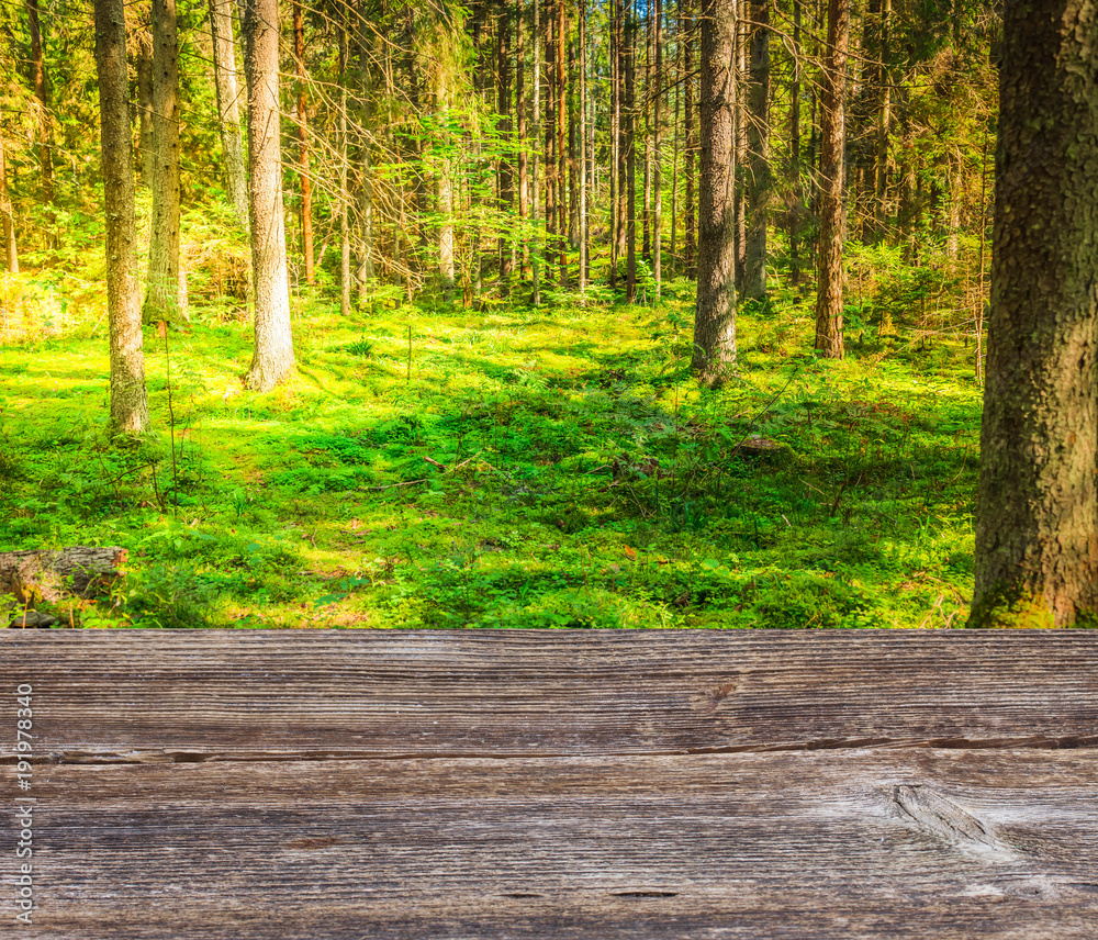 Fototapeta premium Green forest trees