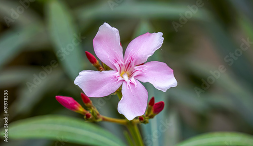 Pink Barmasi