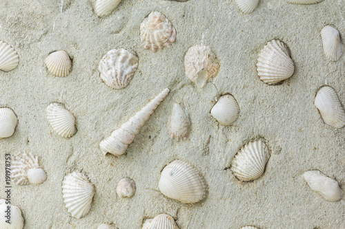 Shell wall, Background texture