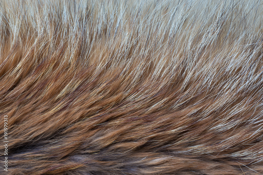 Red and gray fur closeup Red and gray fur closeup