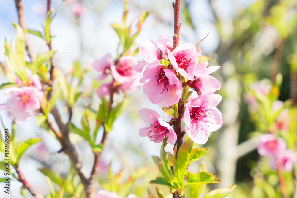 Fototapeta premium Peach tree blossom