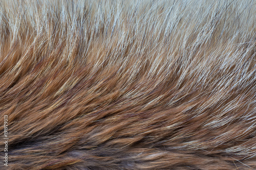 Red and gray fur closeup