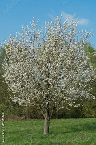 Bl  hender Kirschbaum