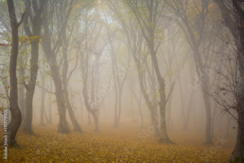 Amazing atmosphere in The Hoia Baciu forest, one of the most haunted forest in the world. It's very knowed for the unexplained phenomena.It was a beautiful foggy and colorful morning. photo