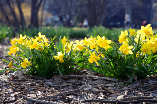 Daffodils flower in public park