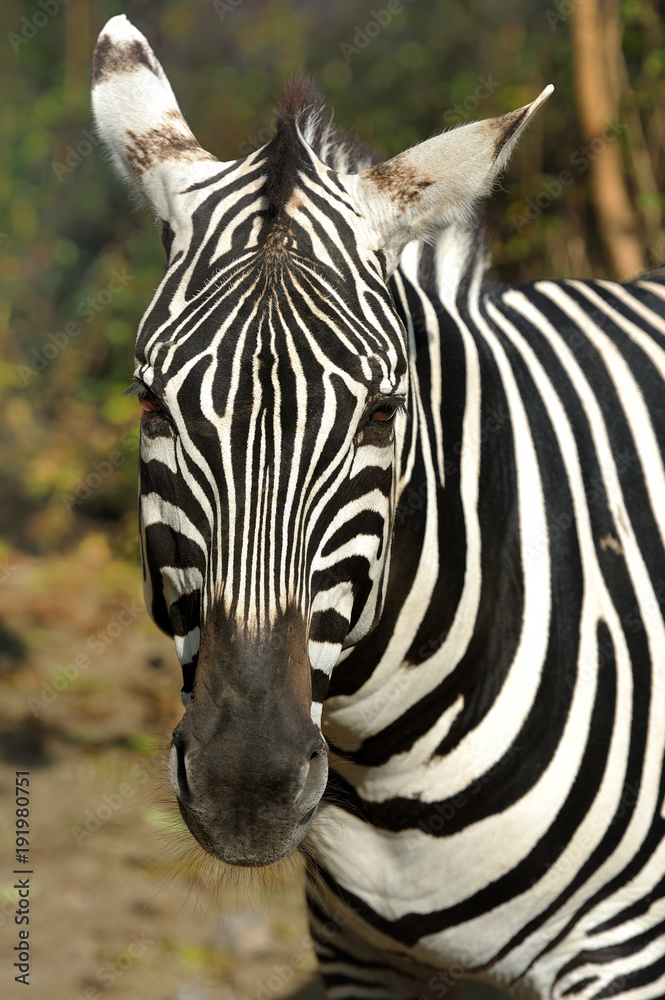 Naklejka premium zebra,