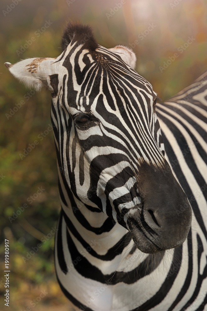 Fototapeta premium zebra,