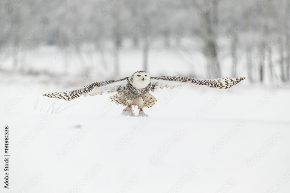 Obraz premium Snowy Owl in Flight over Snow Field