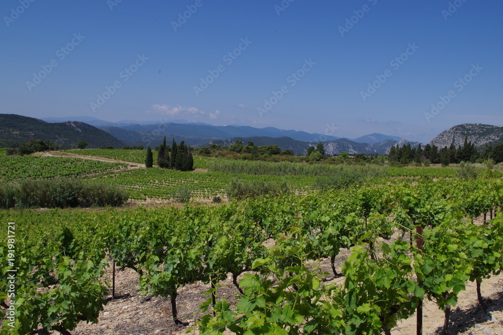 vignes et cyprés dans le sud de la France