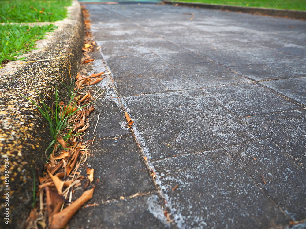 The footpath of the lawn have dried leaves fall. The grass is up at the edge. The footpath of the lawn have dried leaves fall. The grass is up at the edge.