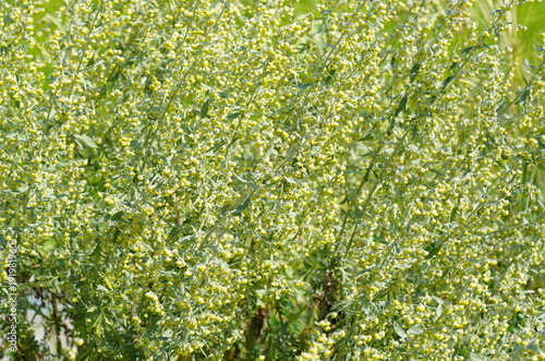 Flowering plant lemon wormwood (lat. Artemisia abrotanum). It is used as a medicinal and spice plant