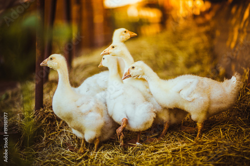 Five young goose together sit in the grass photo