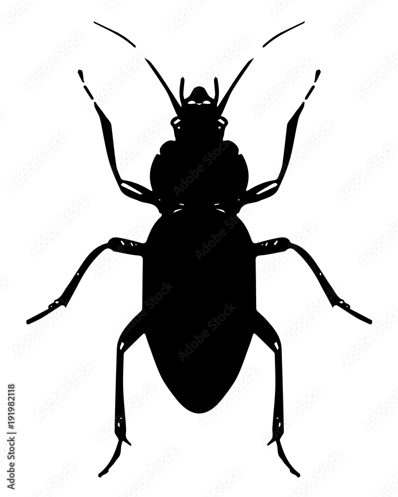 Echter Laufkäfer - Carabus - ground beetle Echter Laufkäfer - Carabus - ground beetle