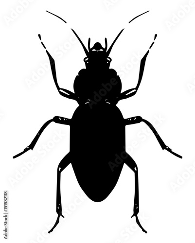 Echter Laufkäfer - Carabus - ground beetle © endstern