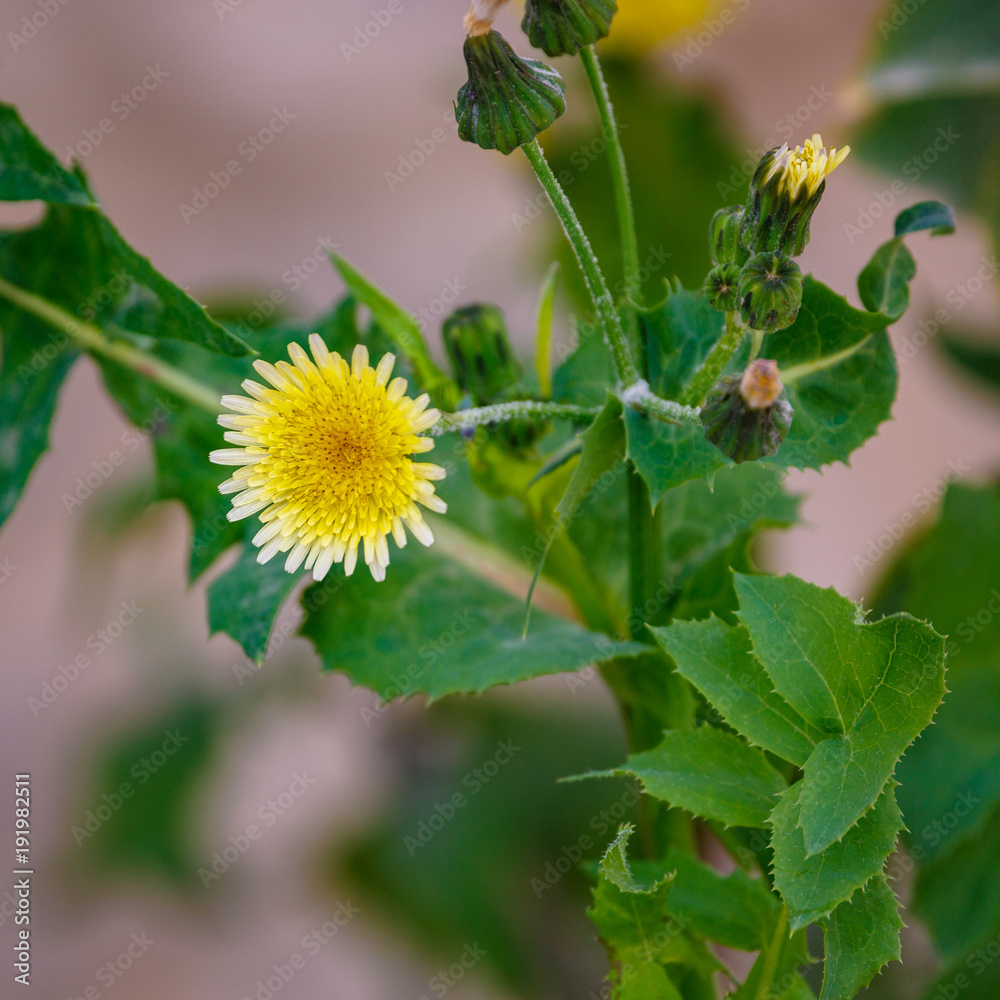 Yellow dandelion Yellow dandelion