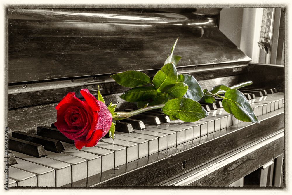Red rose on the grand piano keys. Vintage view. Stock Photo | Adobe Stock