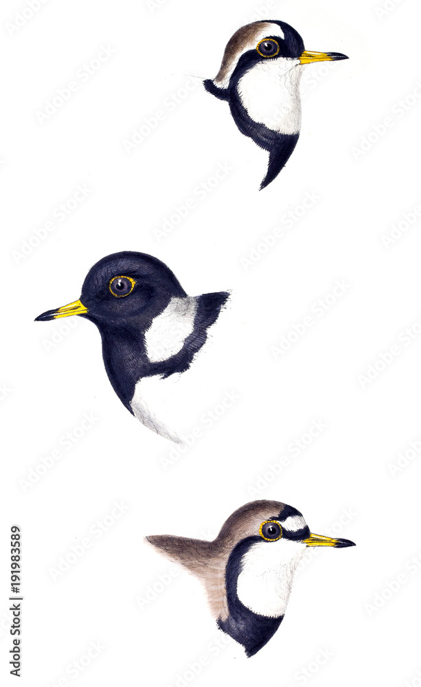 Fototapeta premium Illustration of bird