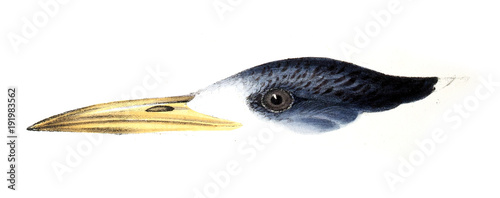 Illustration of bird photo