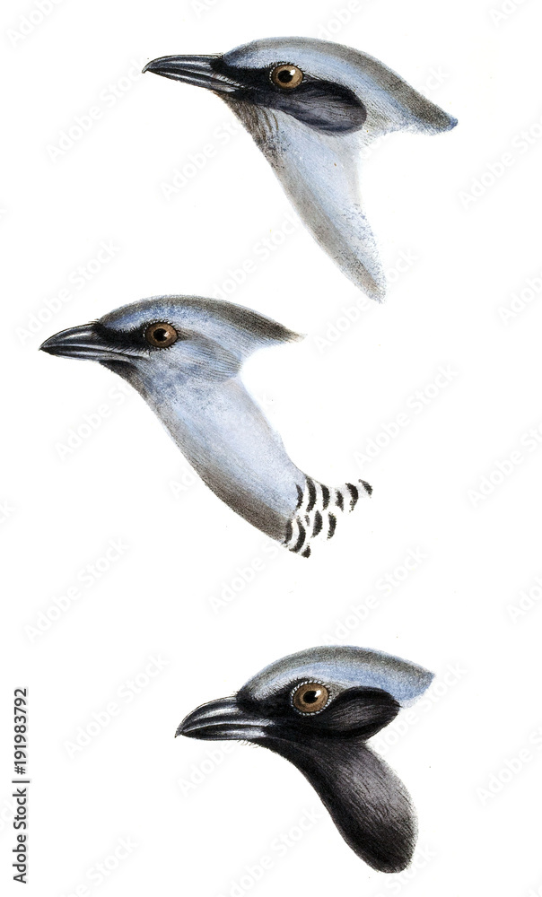 Fototapeta premium Illustration of bird