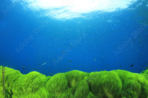 Underwater green algae in blue ocean