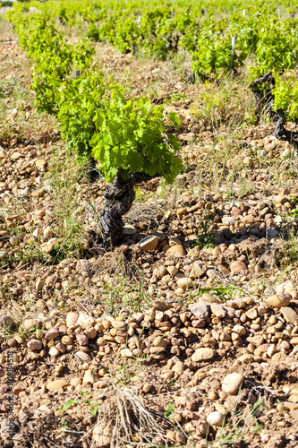 vineyards near Chateauneuf-du-Pape  France