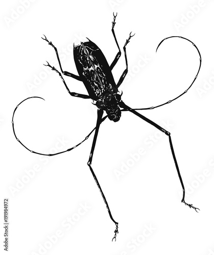 Käfer - Coleoptera - beetle