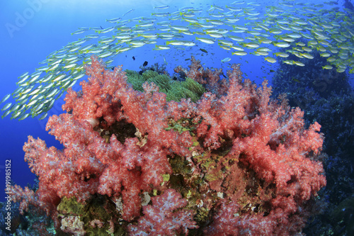 Vivid color of underwater world at Similan Marine National park a famous tropical reef of the Southeast Asia,Thailand
